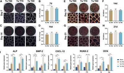 Influence of porosity on osteogenesis, bone growth and osteointegration in trabecular tantalum scaffolds fabricated by additive manufacturing